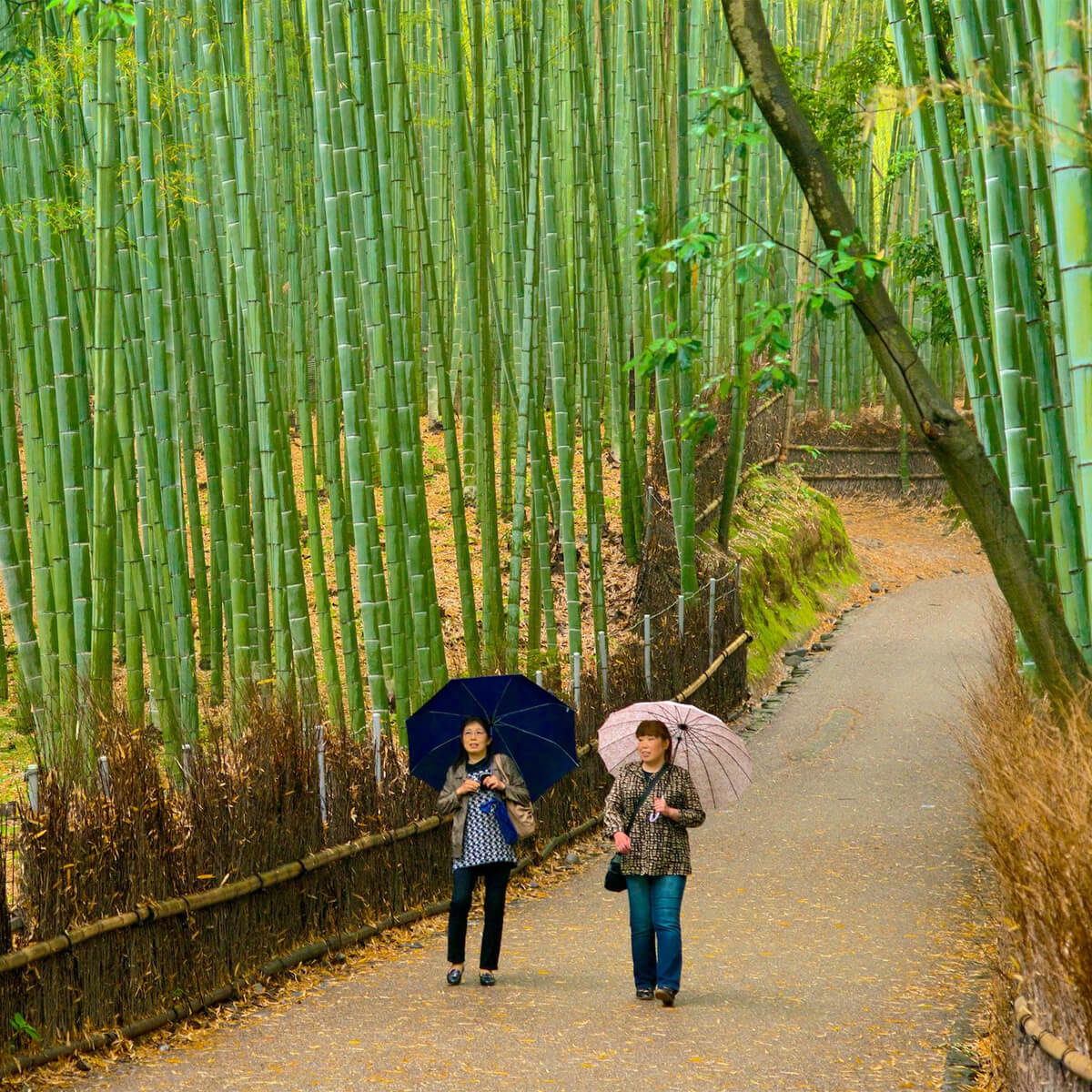 Ιαπωνια wandervan ταξιδι (3)