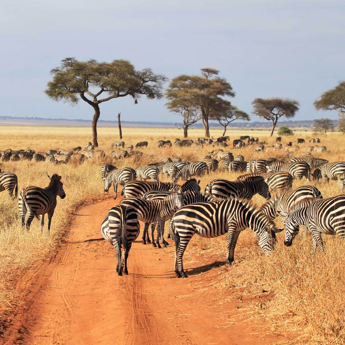 Τανζανια Ζανζιβαρη οργανωμενο Σαφαρι WanderVan (3)