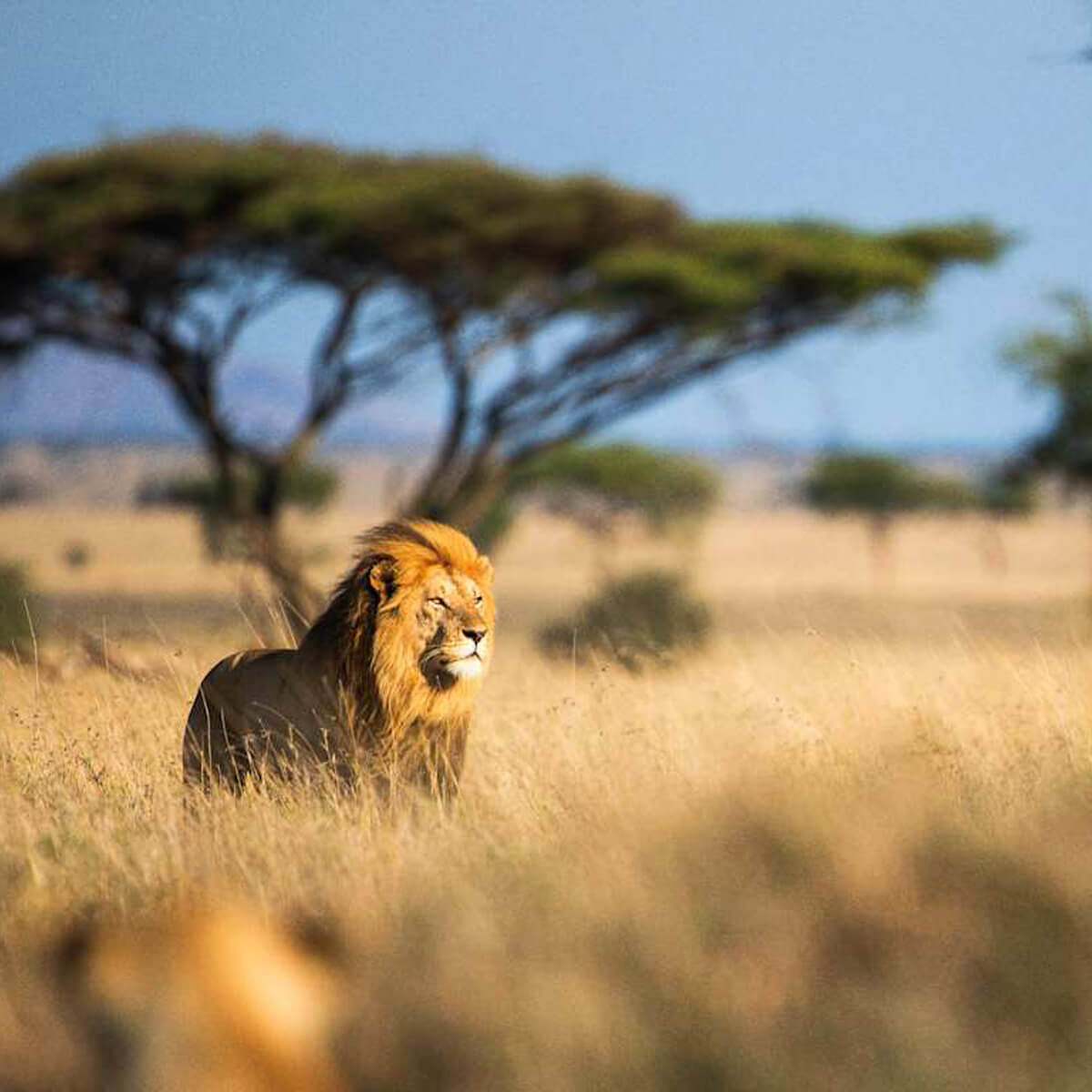 Τανζανια Ζανζιβαρη οργανωμενο Σαφαρι WanderVan (7)