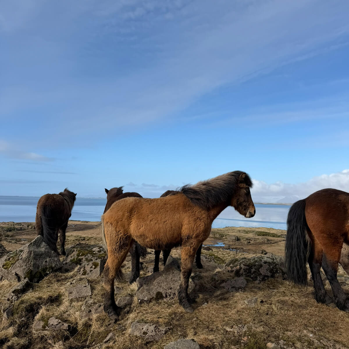 Iceland road trip WanderVan (6) icelandic horses Iceland road trip WanderVan
